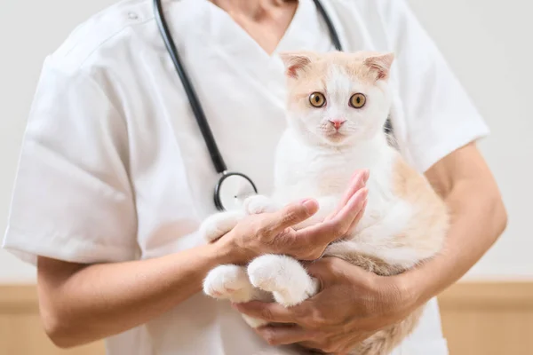 Asian Veterinarian Holding Kitten — 图库照片