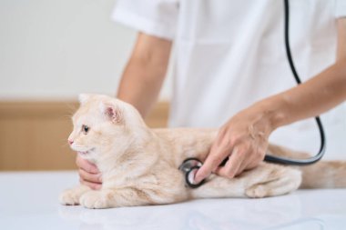 Asian veterinarian holding a stethoscope to a kitten