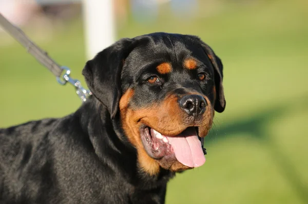 Cabeza de cachorro rottweile —  Fotos de Stock