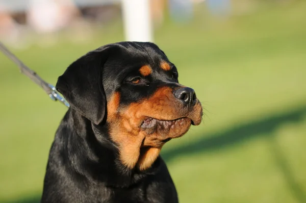 Rottweile 子犬の頭 — ストック写真