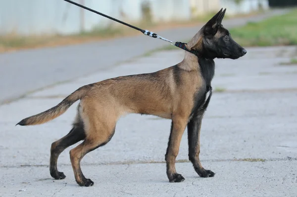 マリノア - ベルギーの羊飼い犬の頭 — ストック写真