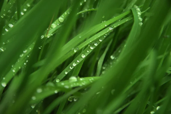 Yağmur sonrası kalın yeşil çimen çiy