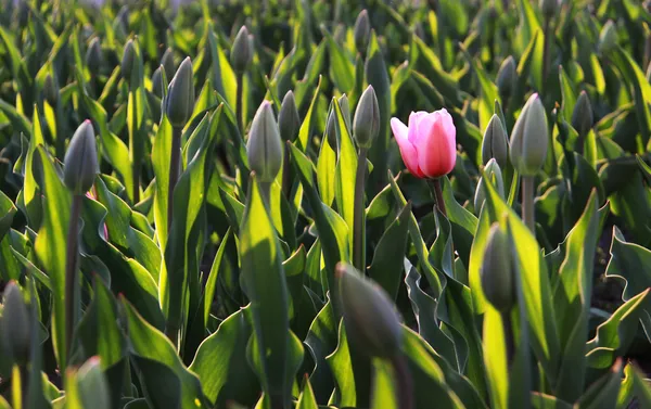 Suave tulipán rosa abrió el primero en el campo de los tulipanes —  Fotos de Stock