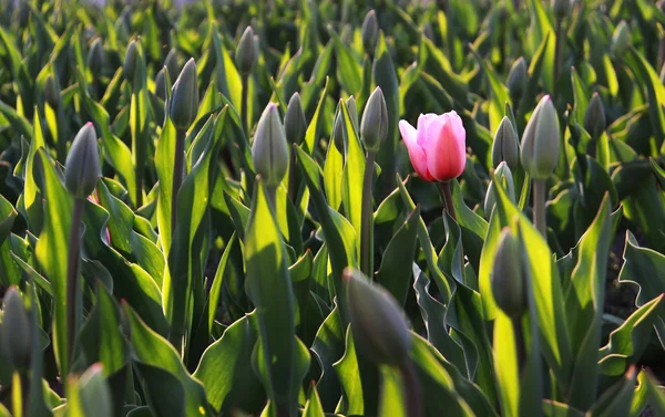 Suave tulipán rosa abrió el primero en el campo de los tulipanes Imágenes de stock libres de derechos
