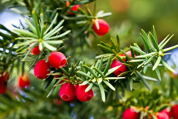 Yew tree — Stock Photo, Image