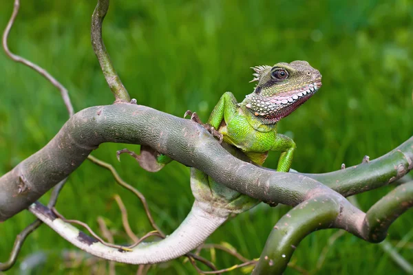 Water Agama — Stock Photo, Image