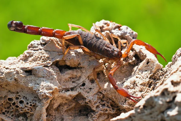 Schorpioen — Stockfoto