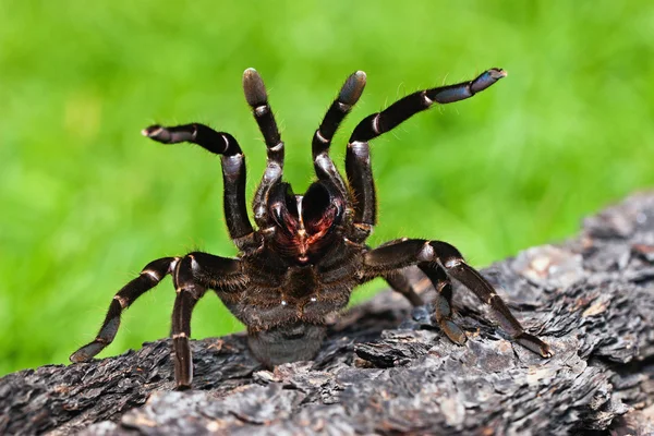 Tarantula — Stockfoto