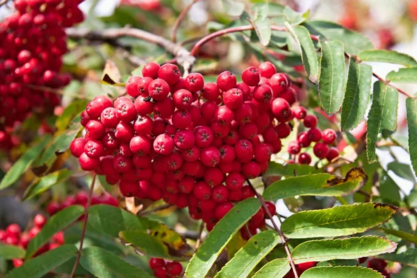 Autumn fruits — Stock Photo, Image