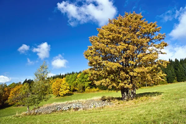 Herbstfarben — Stockfoto