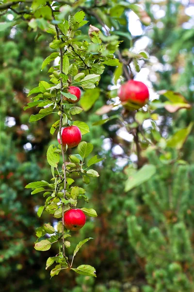 Röda äpplen — Stockfoto