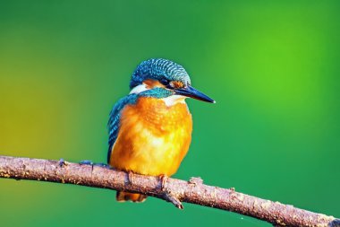 Kingfisher (Alcedo burada)