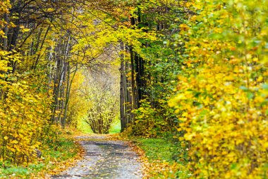 sonbahar sahne üzerinde orman yolu