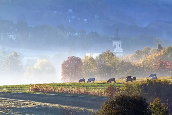 Herbstweide im Morgennebel — Stockfoto