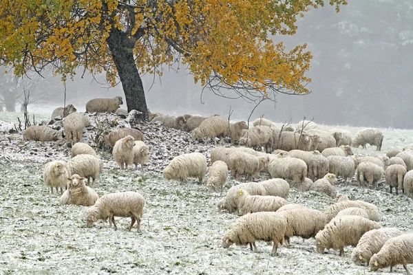 Schapen op de herfst weide — Stockfoto