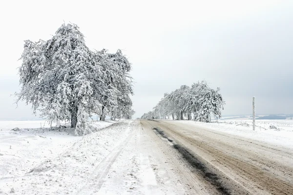 Fagyasztott és a hó az út mentén fedett fák — Stock Fotó