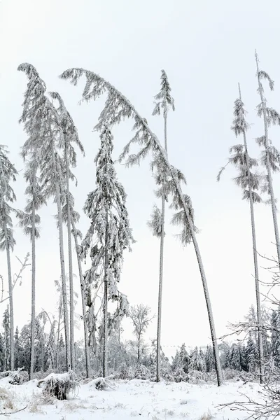 雪和霜的重压下弯曲的树 — 图库照片