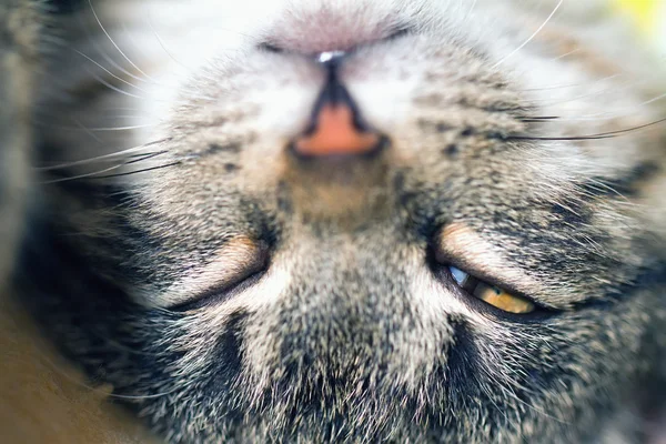 La testa del gatto capovolta — Foto Stock