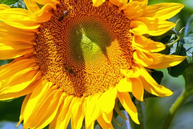 Sarı ayçiçeği oturan arılar