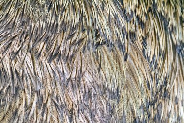 devekuşu tüyü arka planı