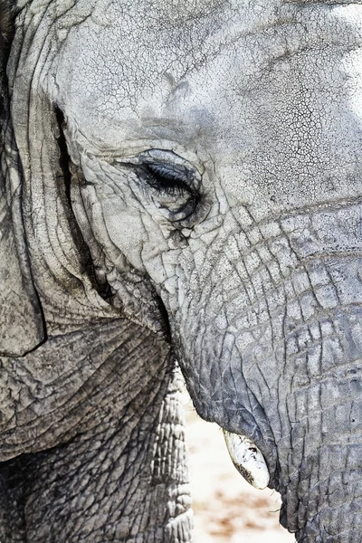 Abstraktes Detail eines Elefantenkopfes — Stockfoto