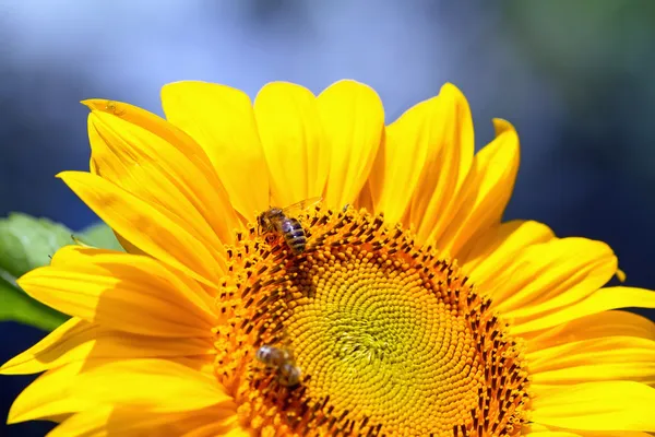 Bees sitting on yellow sunflower — Stock Photo, Image