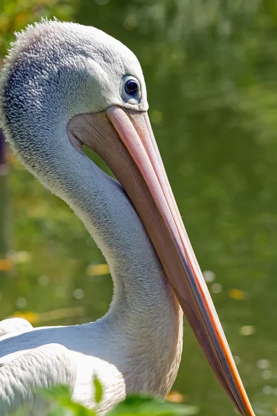 Детальный вид головы пеликана — стоковое фото