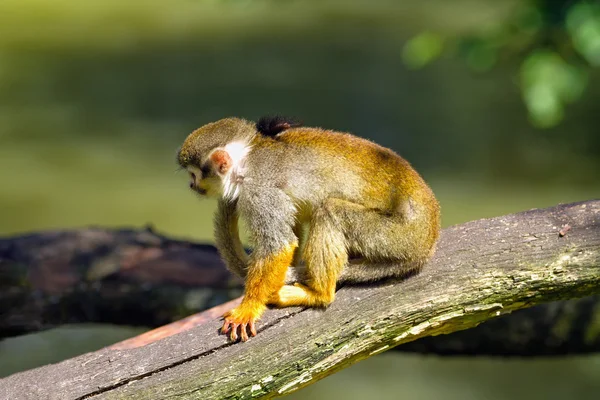 Macaco esquilo sentado em um galho de árvore — Fotografia de Stock