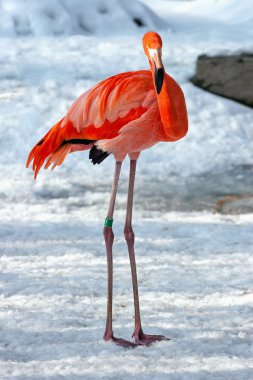 Hardy flamingo (phoenicopterus çevresi karda)