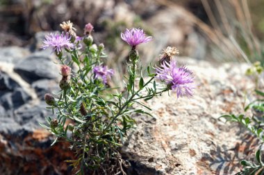 Cornflower çayır büyüyen taş altında