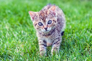 mogen man ger tillbaka gnugga till sin hustru som sitter på soffan isolerad på vit bakgrund