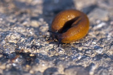 sarmal slug taşa yalan