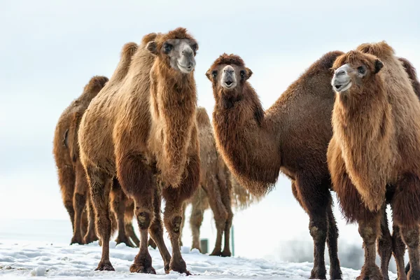 Bactrian Camels walks in the snow — Stock Photo, Image