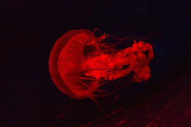 denizanası akvaryumu içinde kırmızı ışık yaktı