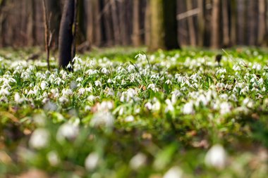 kardelen FLOODPLAIN orman bitki örtüsü halı