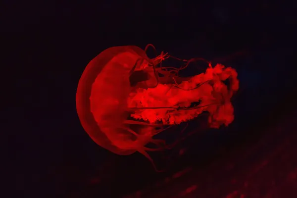 Maneter i akvarium belyst rött ljus — Stockfoto