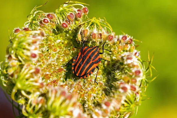 Shield smuggling (Graphosoma lineatum) on the plant — Stock Fotó