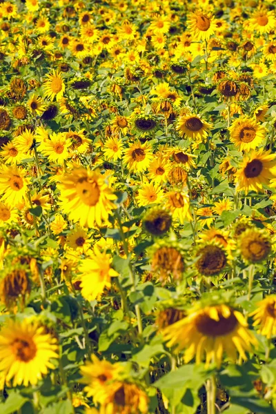 Solros fält vid solnedgången (helianthus annuus) — Stockfoto