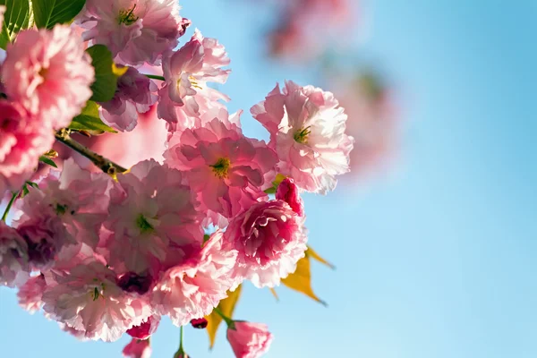 Sakura blossoms against the blue sky — Stock Photo, Image