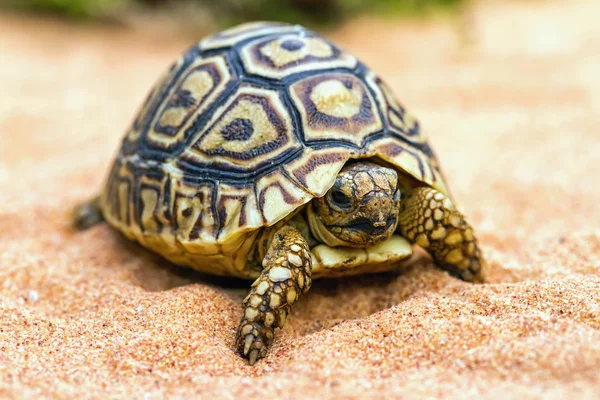Kaplumbağa üzerinde kum (testudo hermanni)
