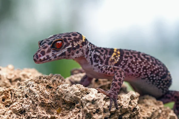 Goniurosaurus lichtenfelderi nyugszik egy kő — Stock Fotó