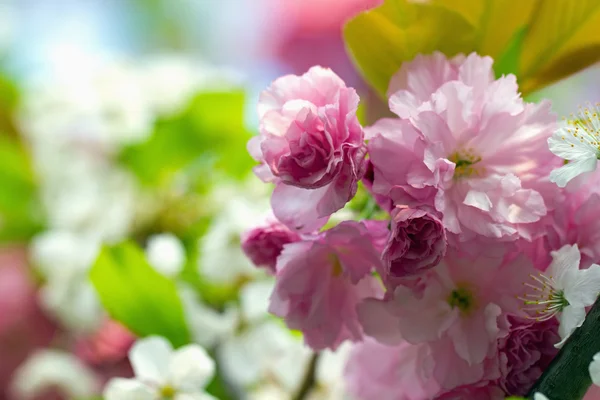Pink flowering Japanese cherry - Sakura — Stock Photo, Image
