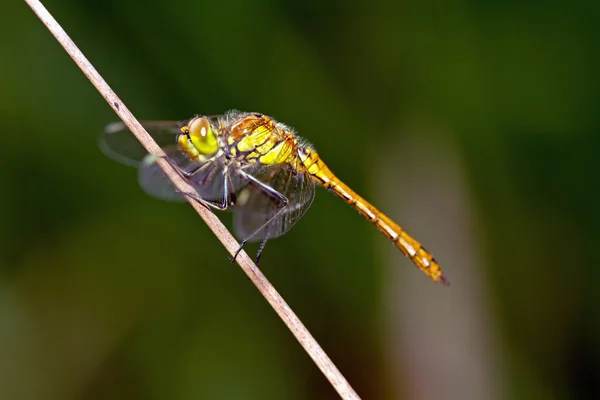 Dragonfly (Sympetrum vulgatum) sitting on a blade — Stock Photo, Image