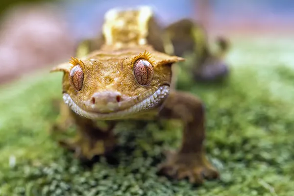 Detail hlavy a očí nové gecko caledonian chocholatý — Stock fotografie