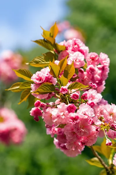 Pink flowering Japanese cherry - Sakura — Stock Photo, Image