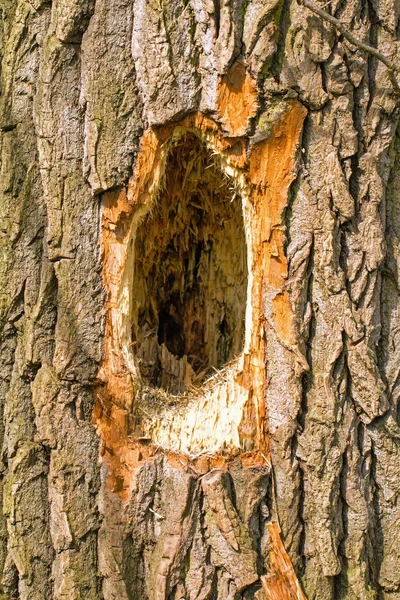 Um pica-pau fez um buraco na árvore. Imagem De Stock