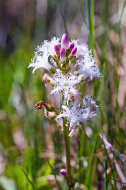 menyanthes trifoliata, bataklık fasulye veya buckbean