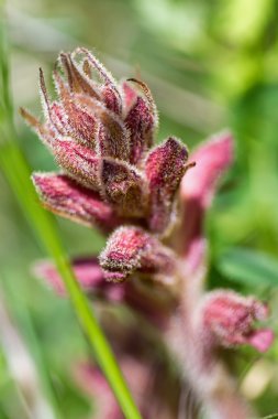 karanfil kokusu ile yoğurtotu broomrape (orobanche caryophyllacea) parazit bitki 