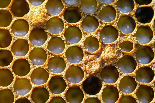 Favo de mel não selado com pequenas larvas de abelhas — Fotografia de Stock