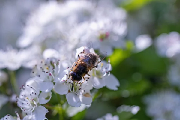 Drone, succhia nettare dai fiori di biancospino — Foto Stock